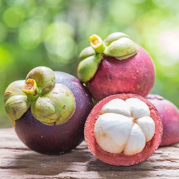 CÂY GIỐNG MĂNG CỤT .