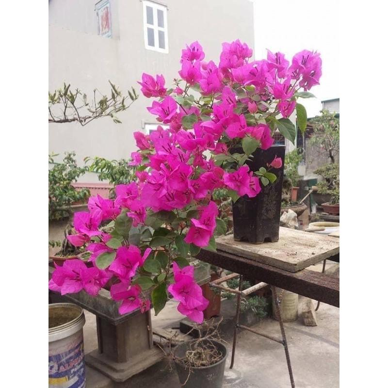 ️️FREE SHIP ️ HOA GIẤY NGŨ SẮC_CÂY CẢNH