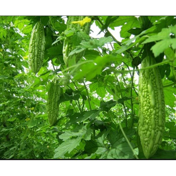 Hạt giống mướp đắng khổ qua