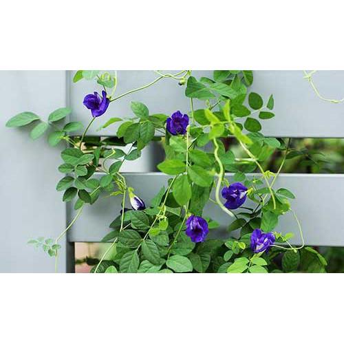 HẠT GIỐNG HOA ĐẬU BIẾC DÙNG PHA TRÀ UỐNG CỰC TỐT CHO SỨC KHỎE GÓI 20 HẠT