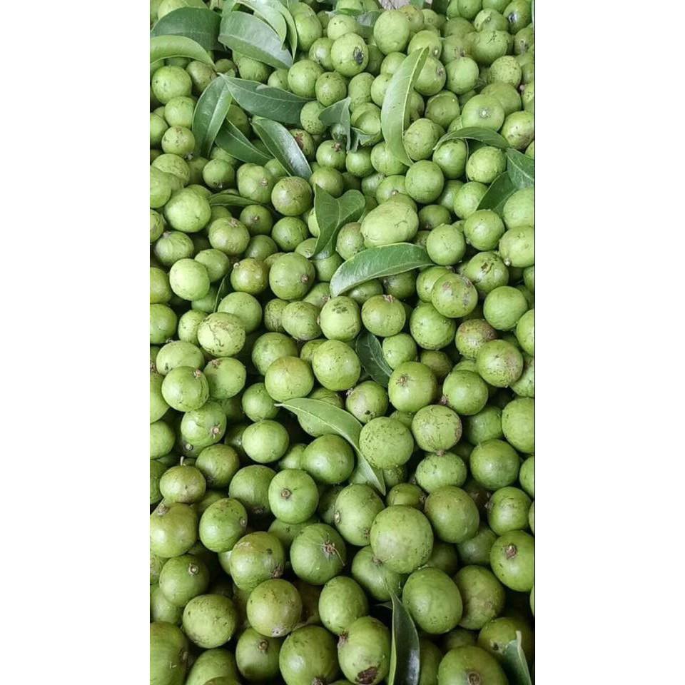 CÂY GIỐNG SẤU CHÙM
