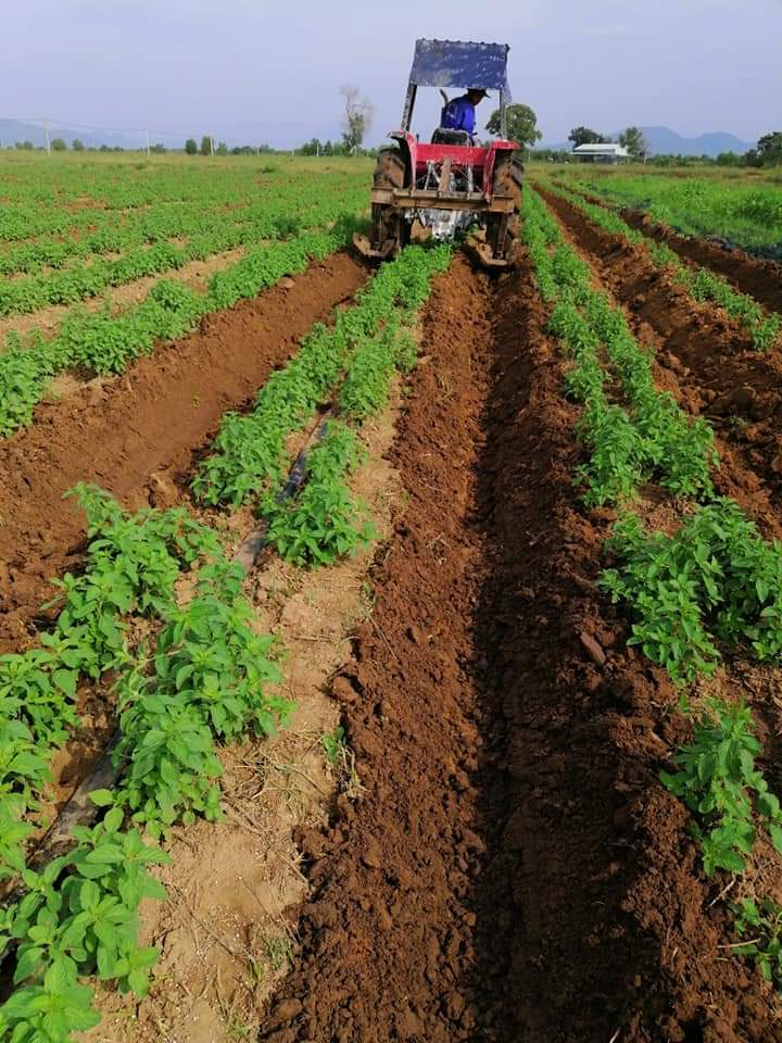 Tinh dầu Bạc hà chai 01Lít Mộc Mây - tinh dầu nguyên chất từ thiên nhiên - Có kiểm định - Chất lượng và mùi hương vượt trội