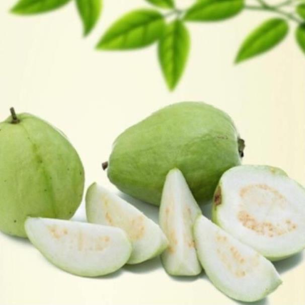 Cây giống Ổi Lê Đài Loan