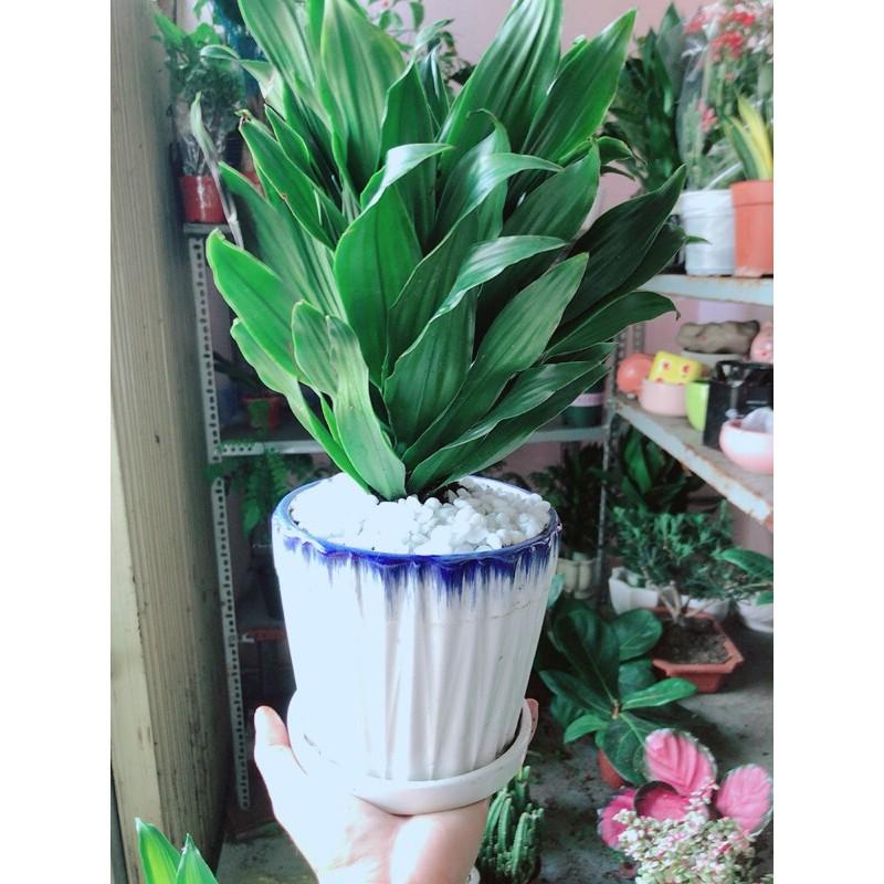 Chậu Cây Phát Tài