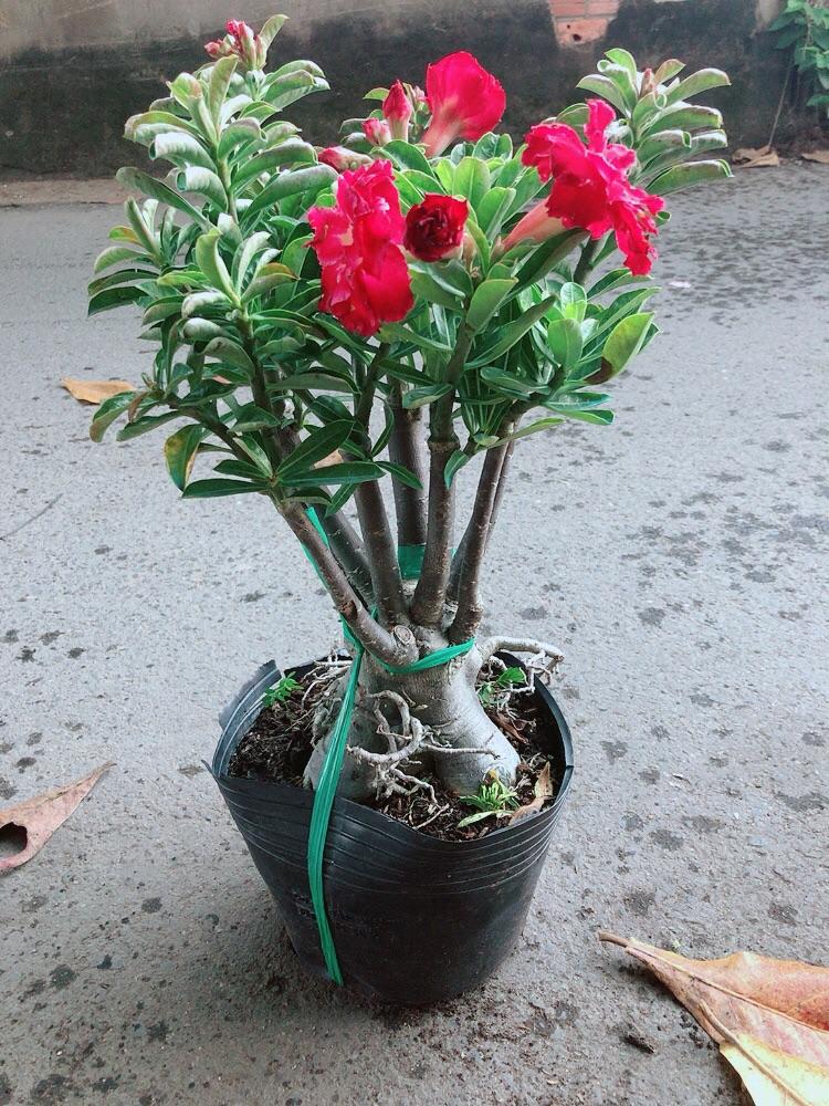 Cây Sứ Thái