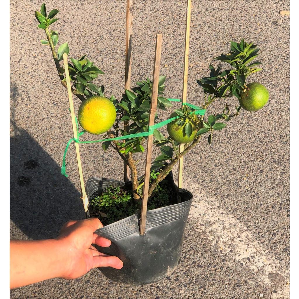 Cây Cam Mỹ đã cho trái