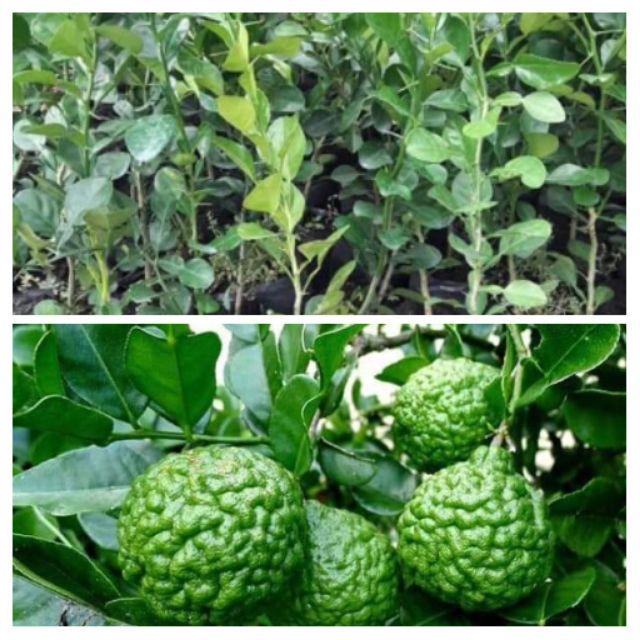 Cây giống Chanh Thơm