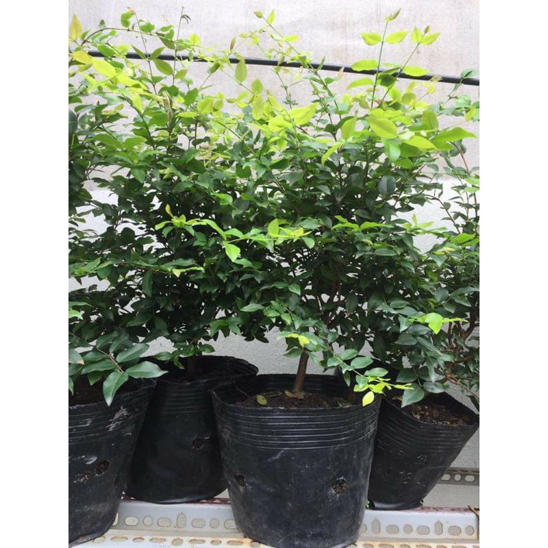 Cây nho thân gỗ nam mỹ cây cao 50cm