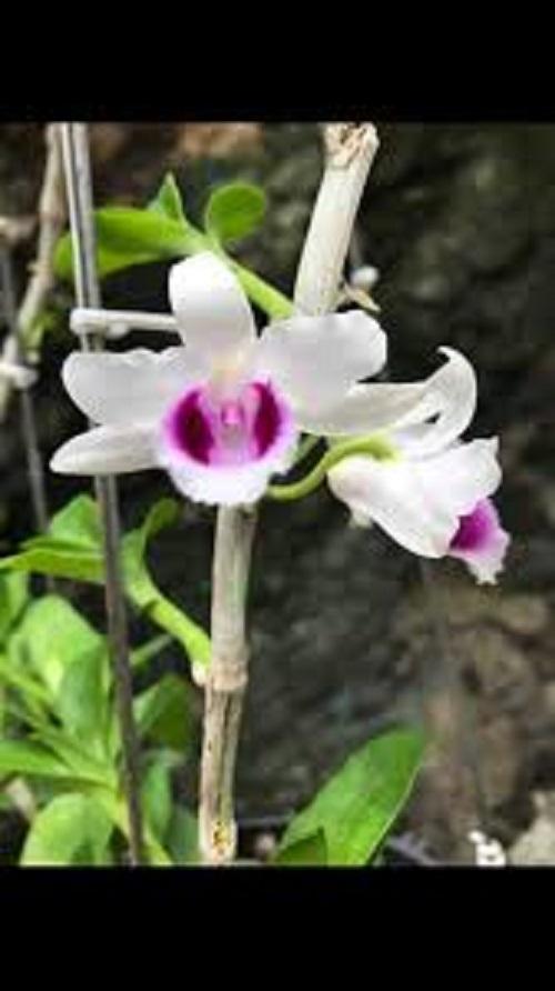 Phi điệp 5 cánh trắng, phi điệp 5 cánh trắng bắc ninh