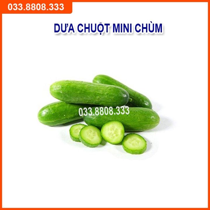 Bộ 4 Hạt Giống Đậu Đỗ Dưa Chuột