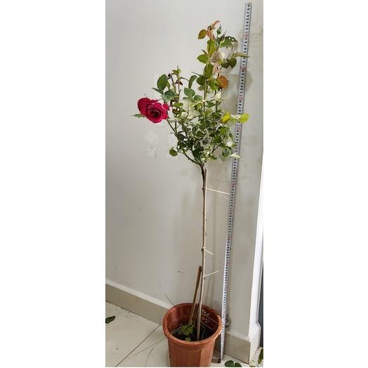 Cây hoa Hồng ngoại monica thân gỗ dáng tree