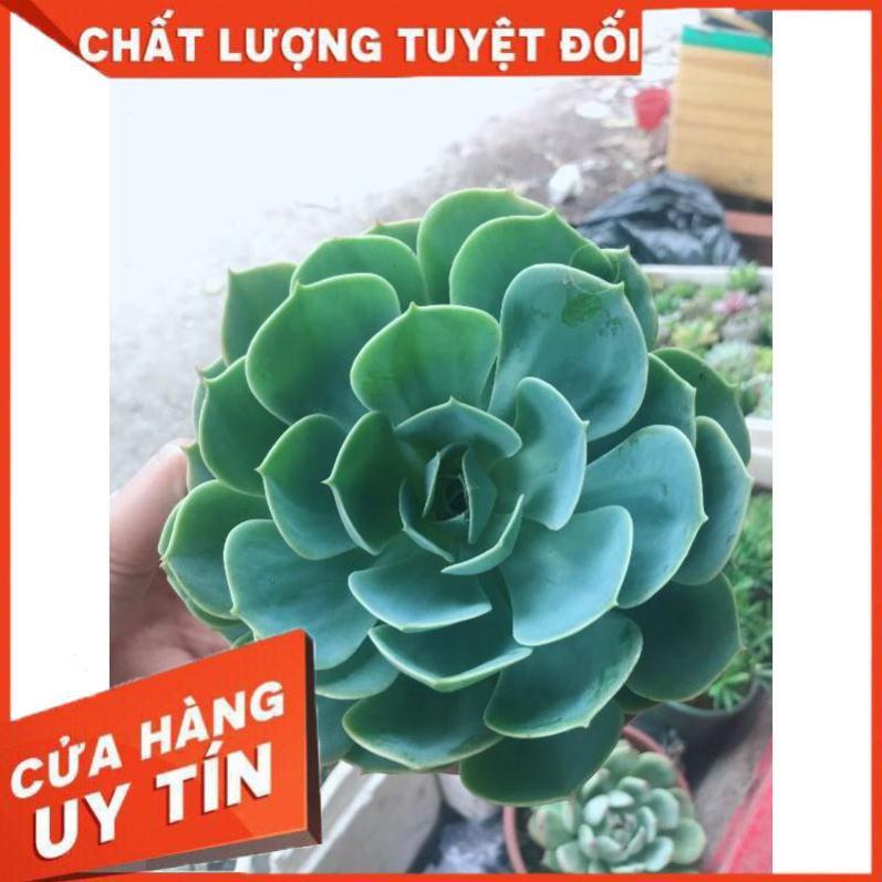 Sen đá xanh đất size đại kèm chậu sứ trắng Nhiều Người Mua