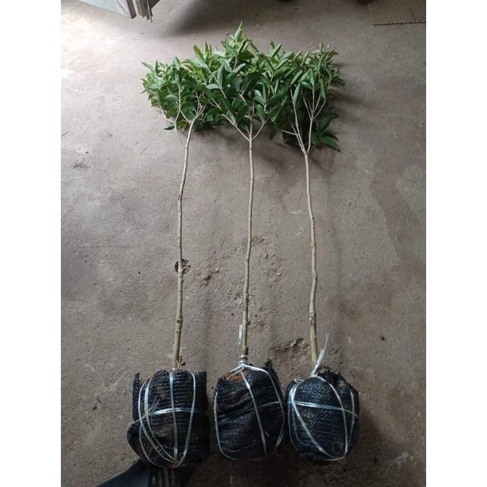 Cây mộc hương ta cao 1m2 thoát thân 80cm
