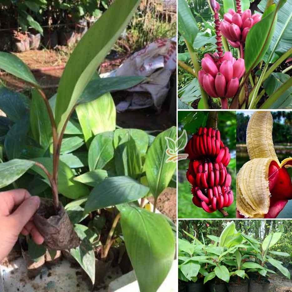 CÂY GIỐNG CHUỐI ĐỎ DACCA ĐẮC CA) SIÊU DINH DƯỠNG )