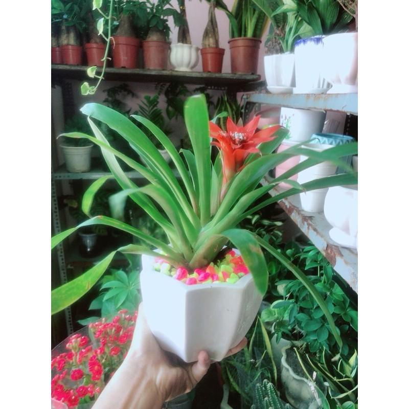 Chậu Phong Lộc Hoa