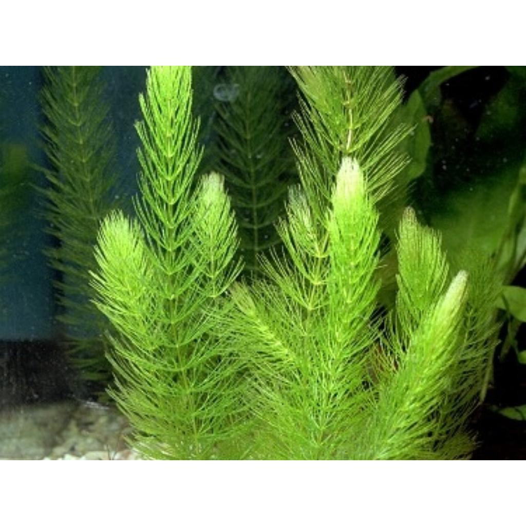 Rong đuôi chó - Cây trang trí - Làm nền bể thủy sinh - Mộc Nhân Farm
