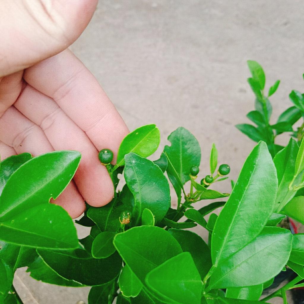 Cây tắc chua - cây đang cho trái + tặng phân bón