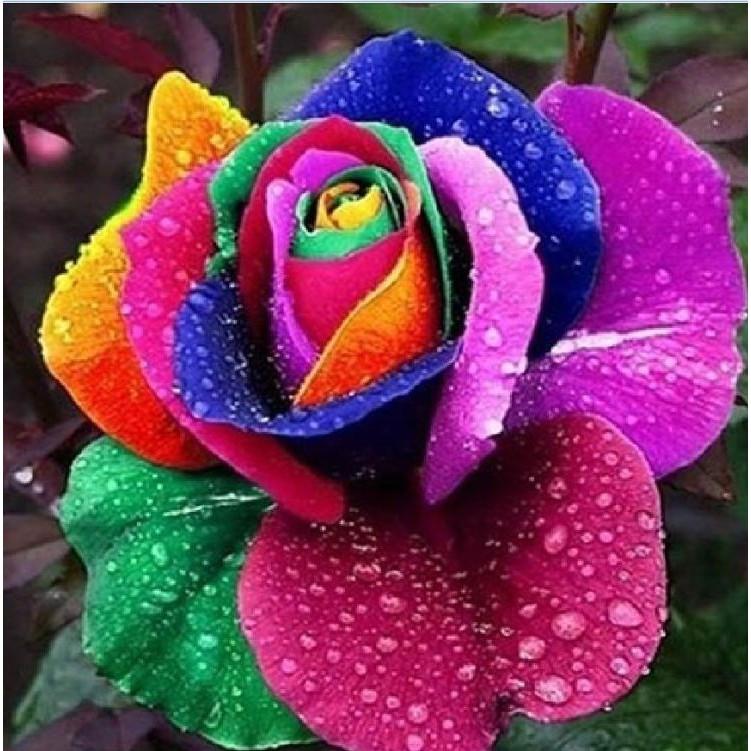 Hạt giống hoa hồng cầu vòng 20 hạt/gói