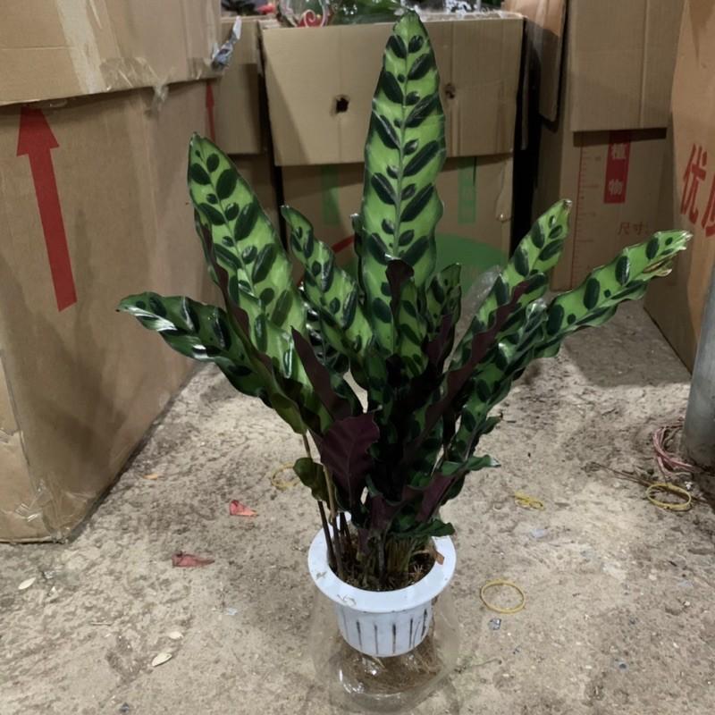 Cây đuôi phượng trồng bình thủy sinh cao 25cm, xanh tươi quanh năm, rất dễ chăm sóc, cây để bàn và trồng nội thất