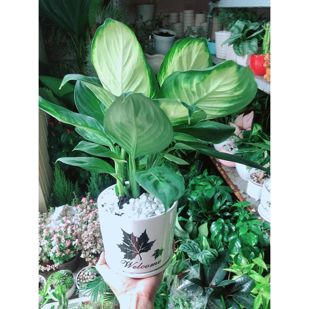 Chậu Cây Vạn Niên Thanh