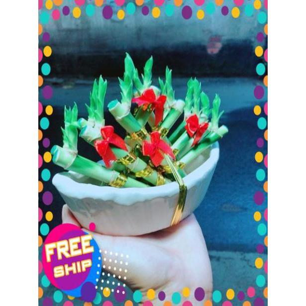 Chậu Trúc Phát Tài Thuyền May Mắn