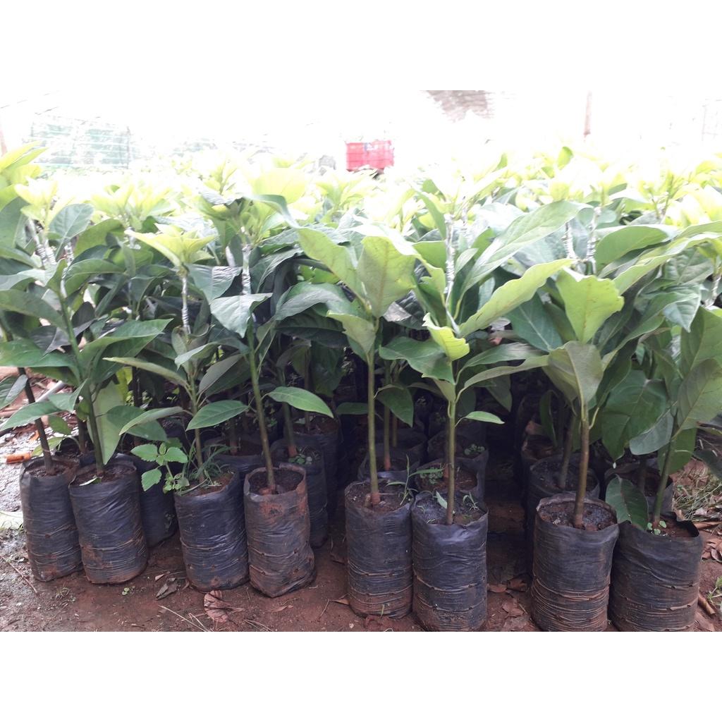 CÂY GIỐNG BƠ LÙN THANH SƠN ca0 1m ()