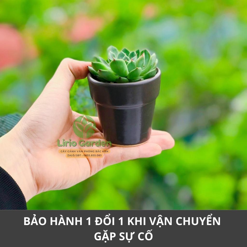 Cây sen đá kèm chậu 