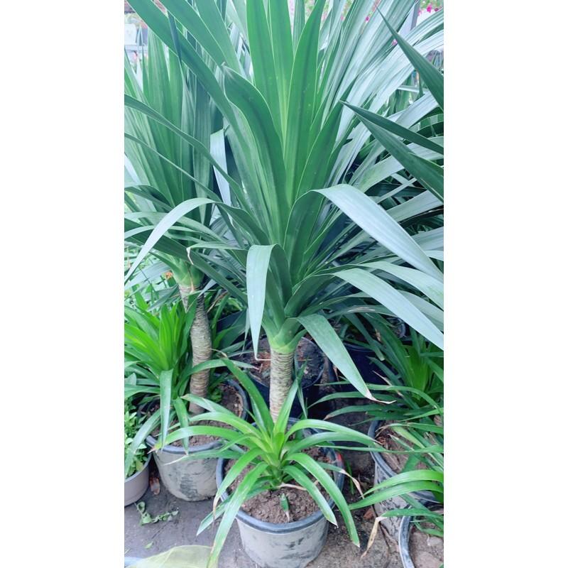 Phát Tài Núi 1 Thân Cao 1m4