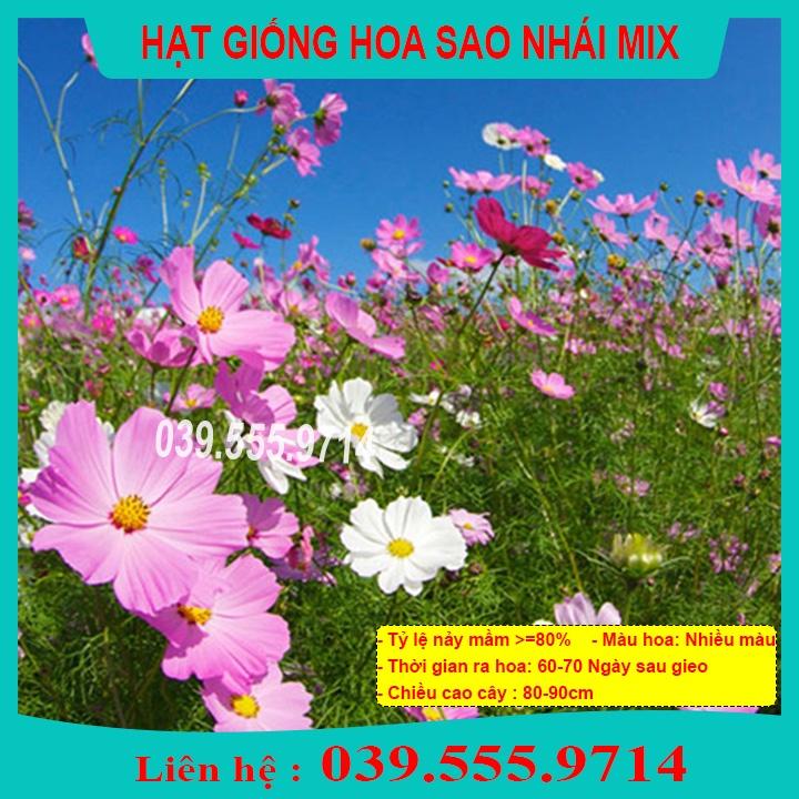 Hạt Giống Hoa Sao Nhái Nhiều Màu