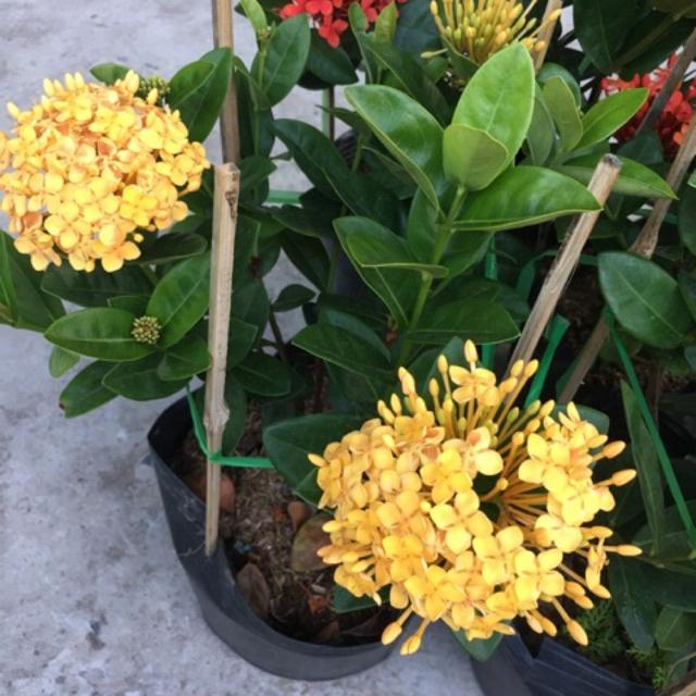 Cây giống Hoa mẫu ĐƠN VÀNG lá to