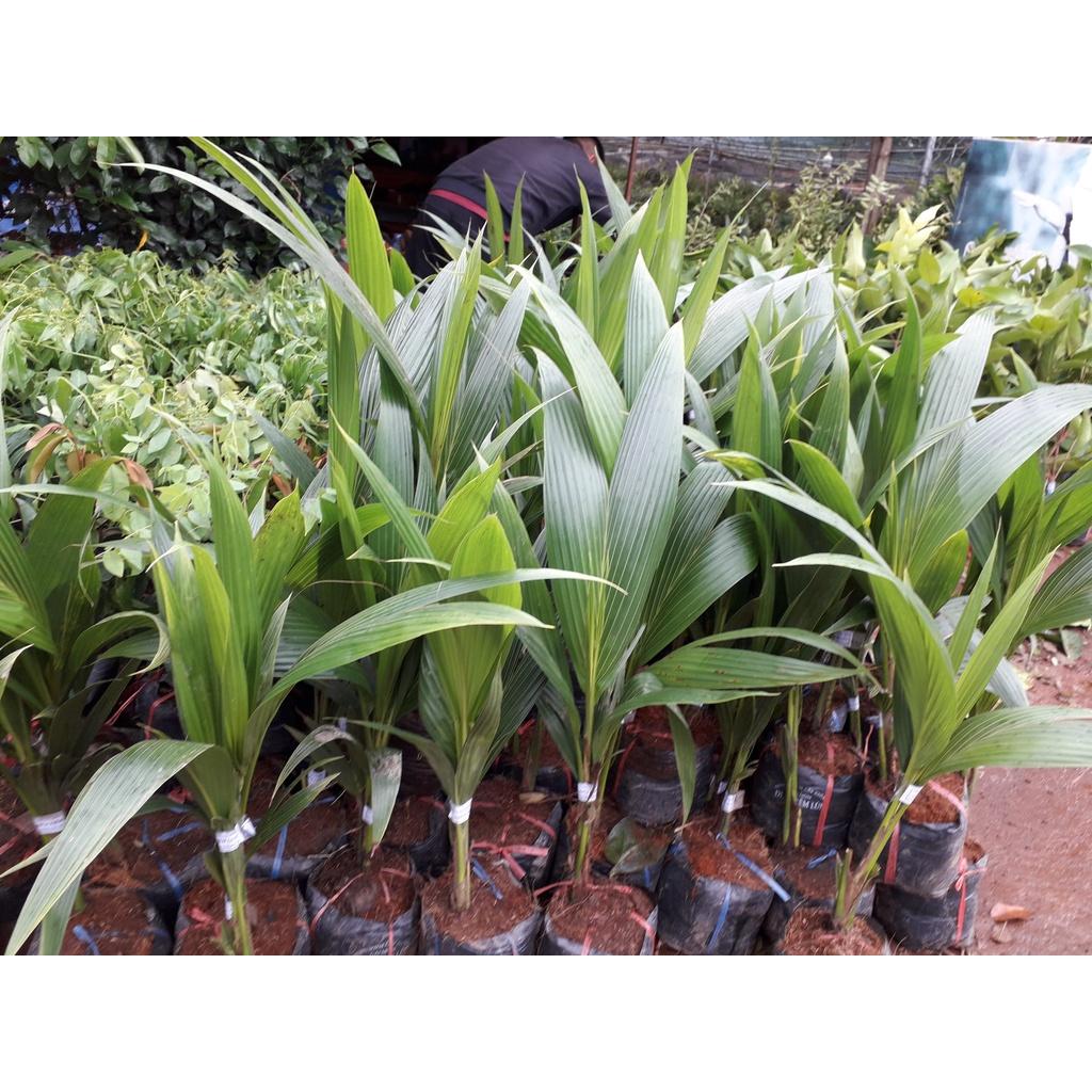 Cây giống Dừa xiêm lùn F1 CHO QUẢ SỚM NHIỀU NƯỚC NHƯ HÌNH