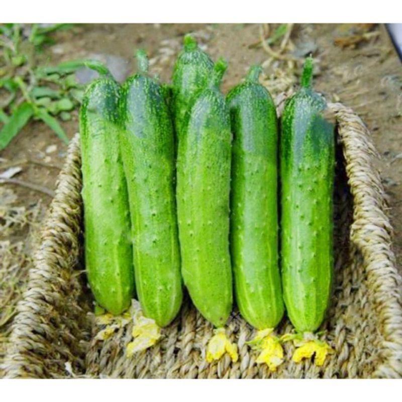 Hạt Giống Dưa Chuột Nếp Cao Sản Gói 1G 40 Hạt - Khu Vườn Ban Công