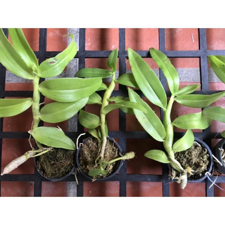 Trầm blue lai hoàng thảo vôi