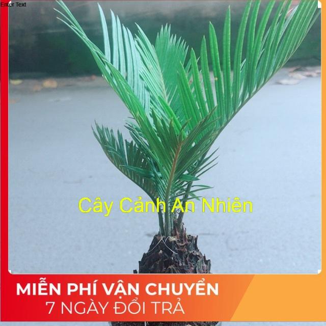 Cây Thiên Tuế Mini