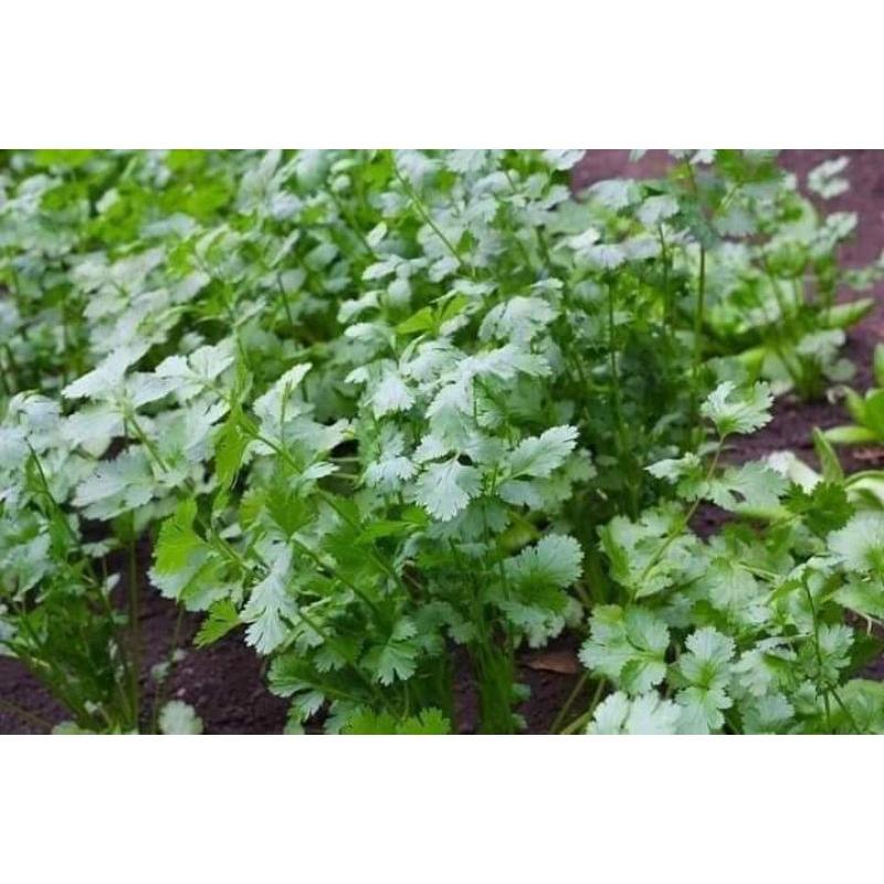 20gr Hạt giống ngò rí ta Trang Nông trồng quanh năm