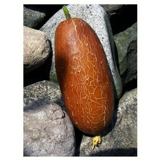 Hạt giống Dưa Chuột Đá F1 - 1 gói 10 hạt