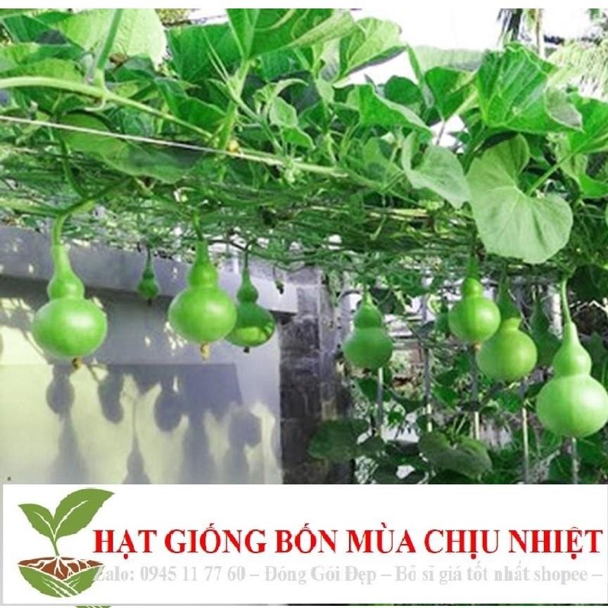 116A Hạt Giống Bầu Hồ Lô - Mini Siêu Kute 5 HẠT