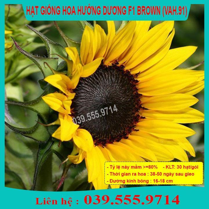 HẠT GIỐNG HOA HƯỚNG DƯƠNG BROWN DỄ TRỒNG, DỄ CHĂM