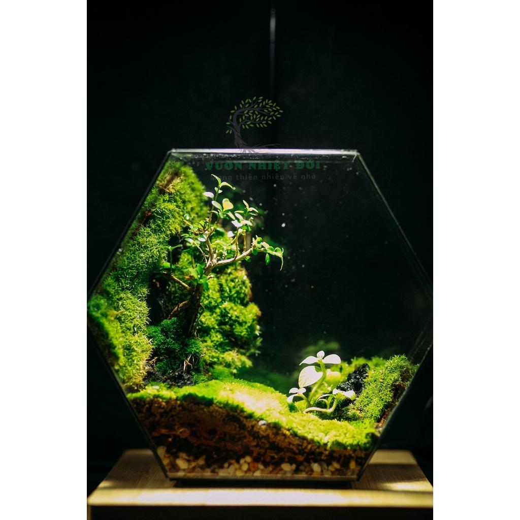 Bể Terrarium Đa Giác Setup Bán Cạn Để Bàn Làm Việc Mở Được Cánh Cửa