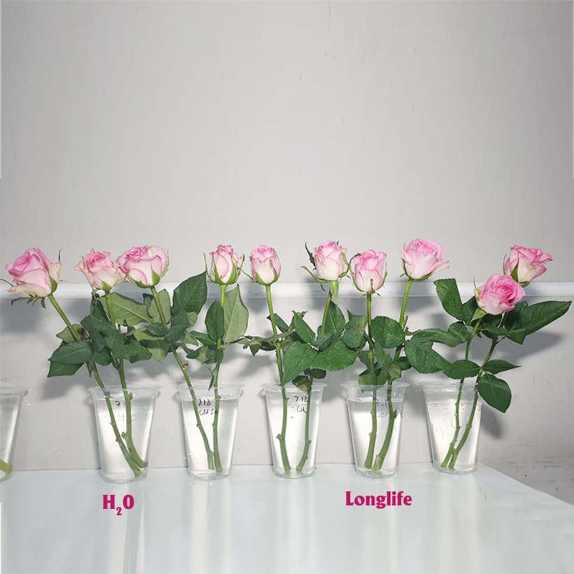 Dinh Dưỡng Giữ Hoa Hồng cắm bình Lâu Tàn - Food For Cut Flowers (Set 50 gói loại 5gr) giúp hoa luôn tươi mớ, cứng cáp gấp 2 lần và trong 14 ngày không thối nước hay cắt tỉa gốc hoa, nhập khẩu Israel