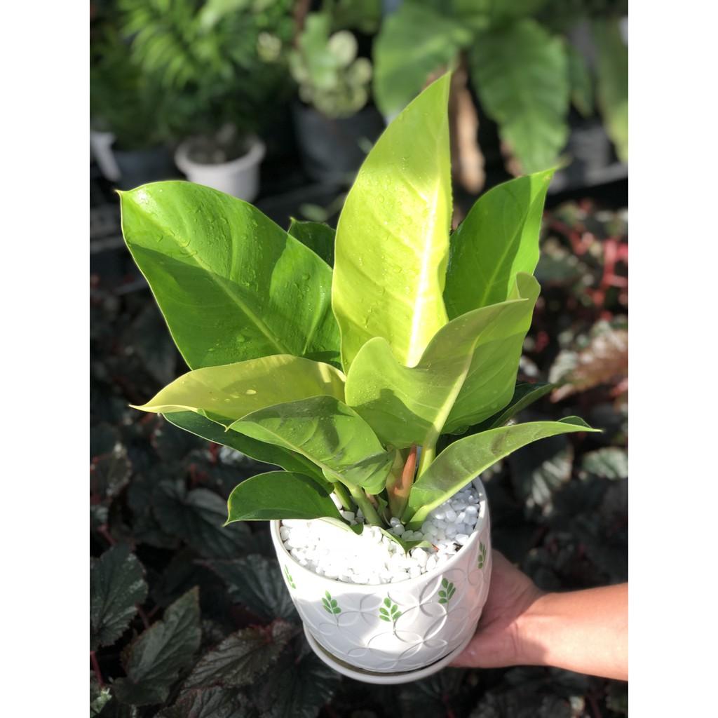 Chậu Sứ Trầu Bà Đế Vương Xanh