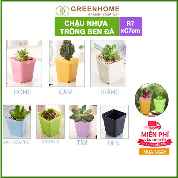 Chậu nhựa trồng sen đá