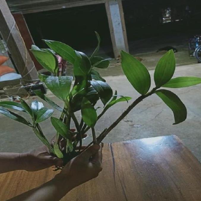 Hoa lan thủy tiên mỡ gà