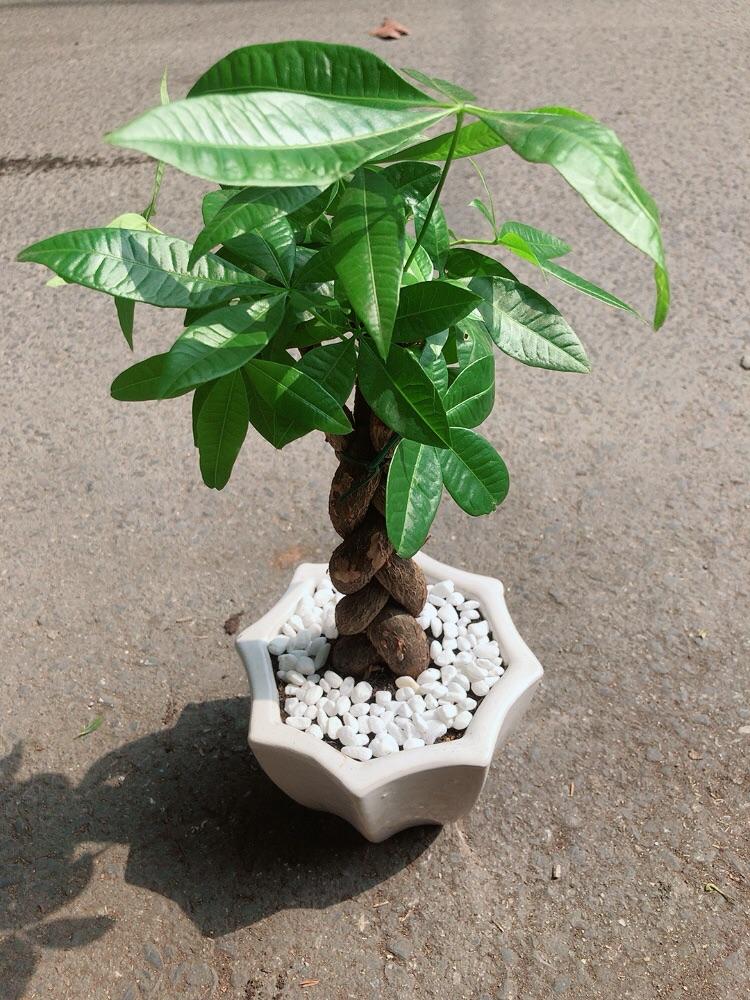 Chậu Cây Kim Ngân Thắt Bính