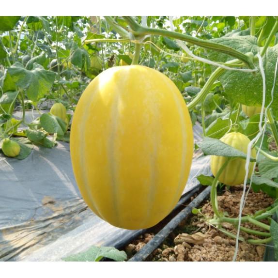 Hạt dưa lê Hàn Quốc siêu ngọt