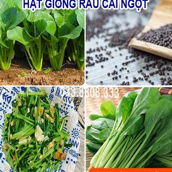Hạt giống rau cải ngọt 20gram - rau trồng quanh năm