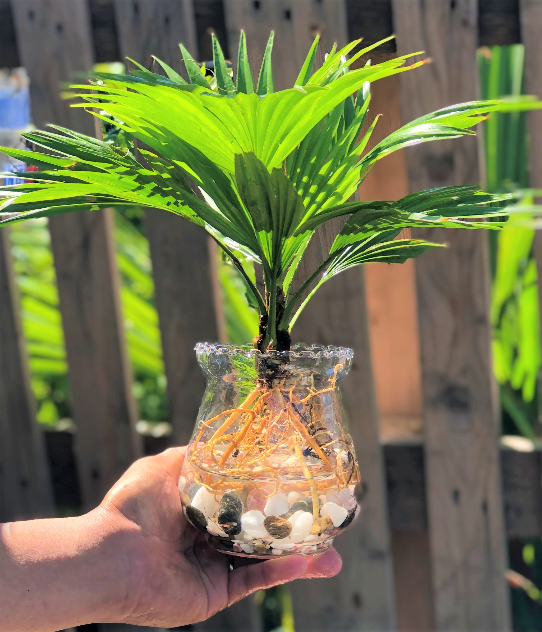 Chậu thủy tinh cây Cọ Pháp thủy canh