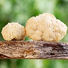 lions mane