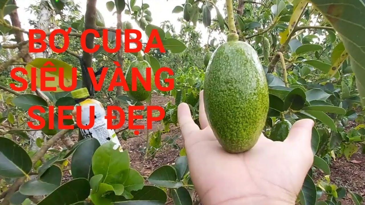 CÂY GIỐNG BƠ CUBA TRÁI TO