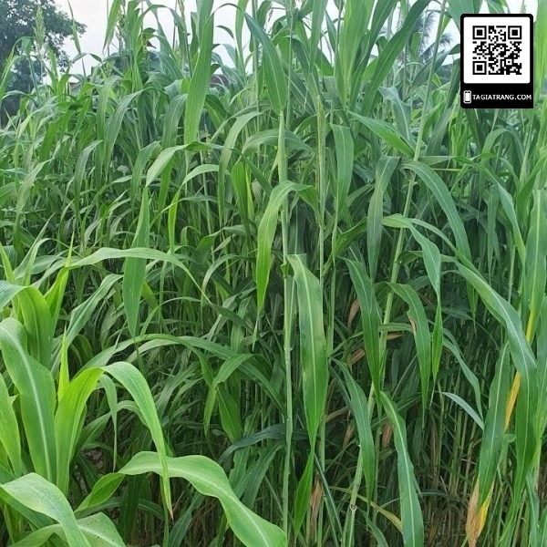 Hạt Giống Cỏ chăn nuôi SUDAN SUPER BMR - Gói 100gram